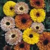 Benary Imported Flower Seeds Calendula Touch Of Red Mix Flower Seeds