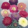 CGASPL Imported Flower Seeds Aster Standy Mix Flower Seeds
