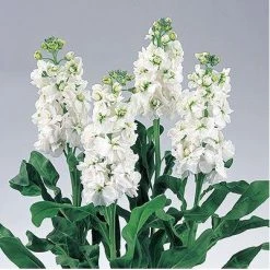 CGASPL Imported Flower Seeds Stock Noble White Seeds