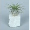 CGASPL LiveTrends"Living Granite" - White Air Plant