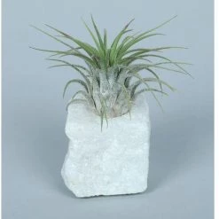 CGASPL LiveTrends"Living Granite" - White Air Plant