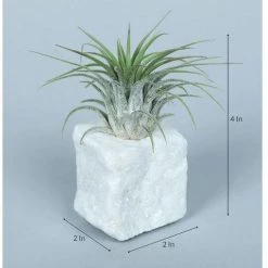 CGASPL LiveTrends"Living Granite" - White Air Plant