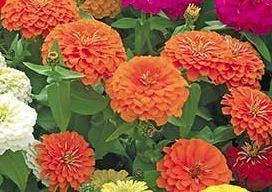 CGASPL Zinnia Preciosa Orange Flower Seeds Imported Flower Seeds 3 CGASPL Zinnia Preciosa Orange Flower Seeds Imported Flower Seeds
