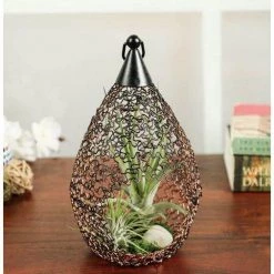 CGASPL Plants LiveTrends Design Decor, Living Lantern Air Plant