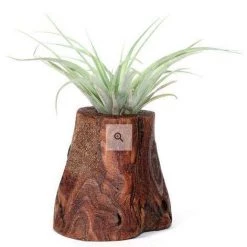CGASPL Tree Of Life - Living Plant Decor Air Plant