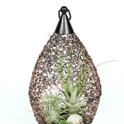 CGASPL Plants LiveTrends Design Decor, Living Lantern Air Plant