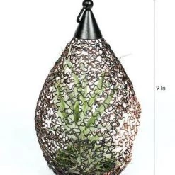 CGASPL Plants LiveTrends Design Decor, Living Lantern Air Plant