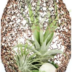 CGASPL Plants LiveTrends Design Decor, Living Lantern Air Plant