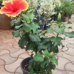 CGASPL Hibiscus Orange-Yellow Flowering Plant (Jaswand) Plants