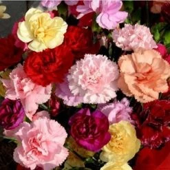 Sakata Seeds Carnation Lillipot Mix Flower Seeds