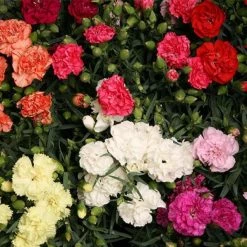 Sakata Seeds Carnation Lillipot Mix Flower Seeds