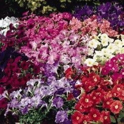 CGASPL Petunia Single Mf. Carpet Mix Flower Seeds Imported Flower Seeds