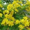 CGASPL Trees Of India Cassia Angustifolia (Qg) Seeds-1 Kg