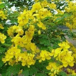 CGASPL Trees Of India Cassia Angustifolia (Qg) Seeds-1 Kg