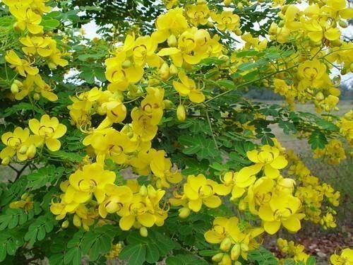 CGASPL Trees Of India Cassia Angustifolia (Qg) Seeds-1 Kg 3 CGASPL Trees Of India Cassia Angustifolia (Qg) Seeds-1 Kg