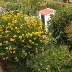 CGASPL Trees Of India Cassia Angustifolia (Qg) Seeds-1 Kg 7 CGASPL Trees Of India Cassia Angustifolia (Qg) Seeds-1 Kg