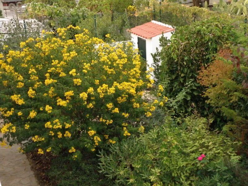 CGASPL Trees Of India Cassia Angustifolia (Qg) Seeds-1 Kg 5 CGASPL Trees Of India Cassia Angustifolia (Qg) Seeds-1 Kg