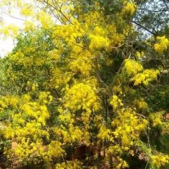 CGASPL Trees Of India Cassia Fistula (Yellow) Amaltas Ornamental Plants Seeds - 1 Kg