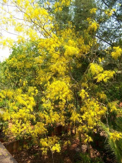 CGASPL Trees Of India Cassia Fistula (Yellow) Amaltas Ornamental Plants Seeds - 1 Kg 3 CGASPL Trees Of India Cassia Fistula (Yellow) Amaltas Ornamental Plants Seeds - 1 Kg