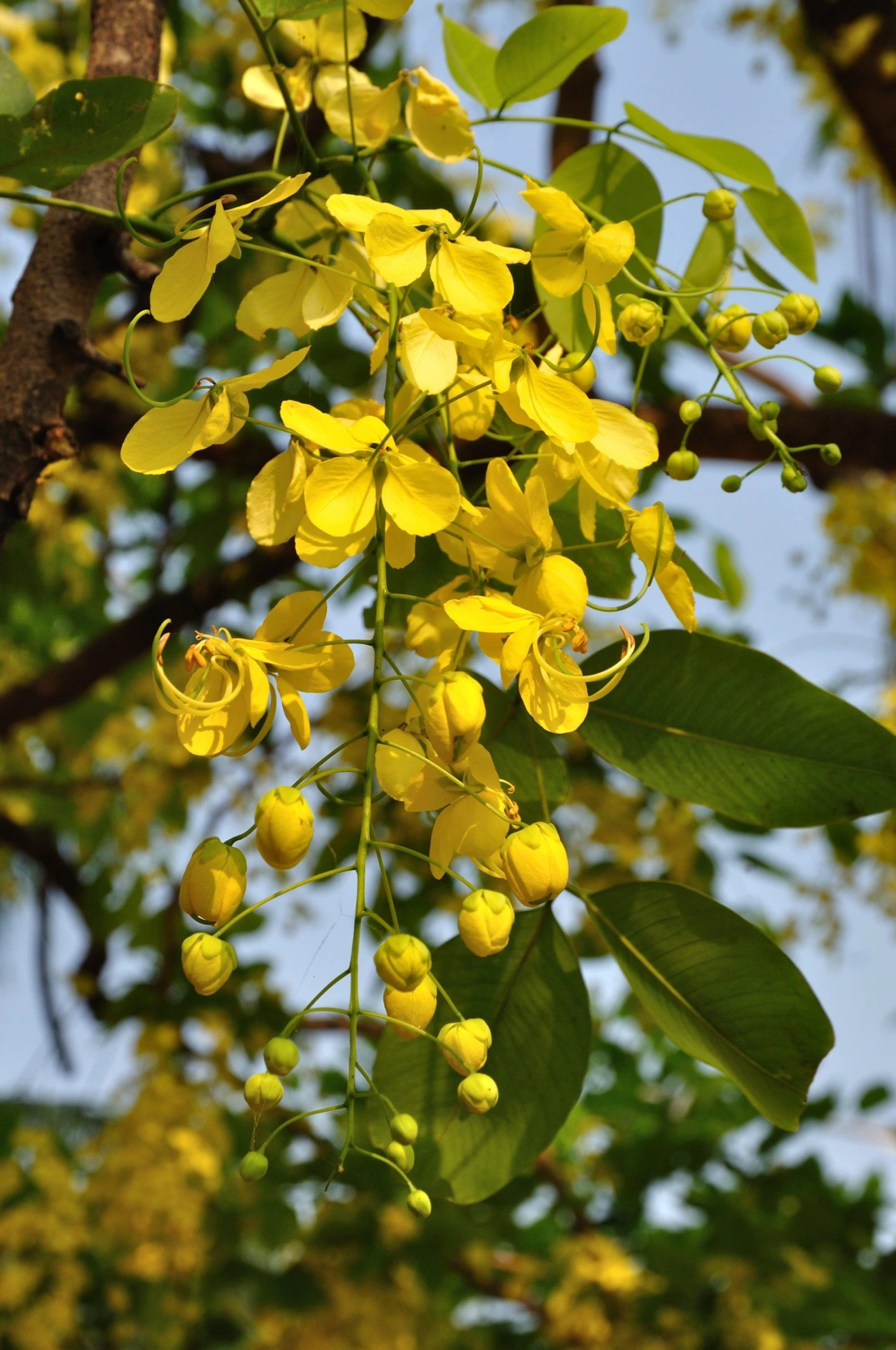 CGASPL Trees Of India Cassia Fistula (Yellow) Amaltas Ornamental Plants Seeds - 1 Kg 4 CGASPL Trees Of India Cassia Fistula (Yellow) Amaltas Ornamental Plants Seeds - 1 Kg