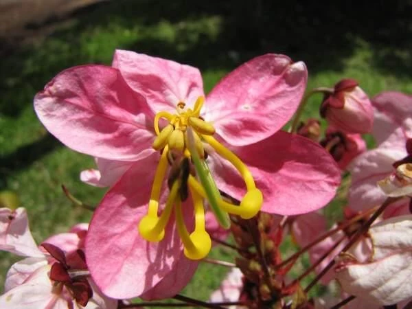 CGASPL Trees Of India Cassia Grandis (Qg) Seeds-1 Kg 3 CGASPL Trees Of India Cassia Grandis (Qg) Seeds-1 Kg