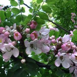 CGASPL Trees Of India Cassia Javancia (Qg) Seeds-1 Kg