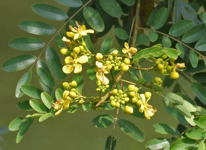 CGASPL Trees Of India Cassia Siamea (C. Florida)( (Qg) Seeds-1 Kg 3 CGASPL Trees Of India Cassia Siamea (C. Florida)( (Qg) Seeds-1 Kg