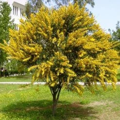 CGASPL Trees Of India Cassia Siamea (C. Florida)( (Qg) Seeds-1 Kg