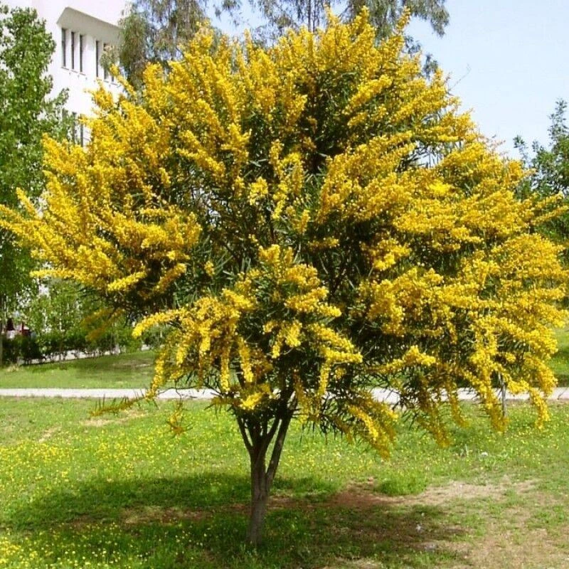 CGASPL Trees Of India Cassia Siamea (C. Florida)( (Qg) Seeds-1 Kg 4 CGASPL Trees Of India Cassia Siamea (C. Florida)( (Qg) Seeds-1 Kg