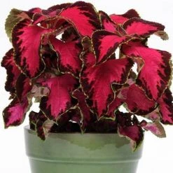CGASPL Coleus Premium Sun Chocolate Covered Cherry Seeds Imported Flower Seeds