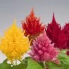 Benary Celosia Plumosa Glorious Mix Flower Seeds Imported Flower Seeds