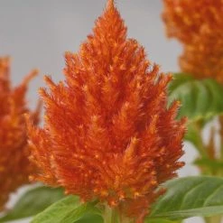 CGASPL Imported Flower Seeds Celosia Plumosa Glorious Orange Flower Seeds