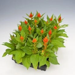 CGASPL Imported Flower Seeds Celosia Plumosa Glorious Orange Flower Seeds