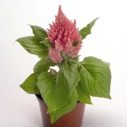 CGASPL Celosia Plumosa Glorious Pink Flower Seeds