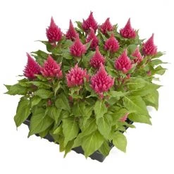 CGASPL Celosia Plumosa Glorious Pink Flower Seeds