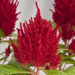 CGASPL Celosia Plumosa Glorious Red Flower Seeds