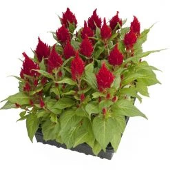 CGASPL Celosia Plumosa Glorious Red Flower Seeds