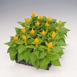 CGASPL Celosia Plumosa Glorious Yellow Flower Seeds
