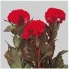 CGASPL Celosia Cristata Chief Red Flower Seeds Imported Flower Seeds