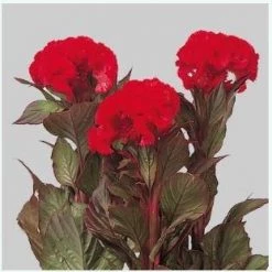 CGASPL Celosia Cristata Chief Red Flower Seeds Imported Flower Seeds