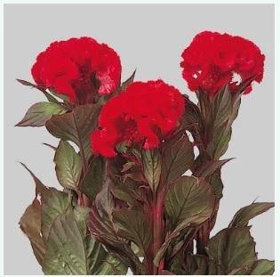 CGASPL Celosia Cristata Chief Red Flower Seeds Imported Flower Seeds 3 CGASPL Celosia Cristata Chief Red Flower Seeds Imported Flower Seeds