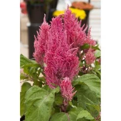CGASPL Imported Flower Seeds Celosia Plumosa Century Pink Flower Seeds