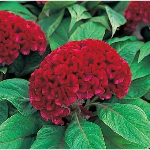 CGASPL Imported Flower Seeds Celosia Cristata Armor Red Flower Seeds 3 CGASPL Imported Flower Seeds Celosia Cristata Armor Red Flower Seeds
