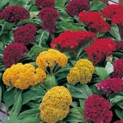 CGASPL Celosia Cristata Armor Mix Flower Seeds