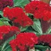 CGASPL Celosia Cristata Armor Orange Flower Seeds 2 CGASPL Celosia Cristata Armor Orange Flower Seeds