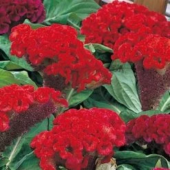 CGASPL Celosia Cristata Armor Orange Flower Seeds