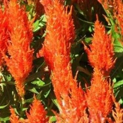 CGASPL Imported Flower Seeds Celosia Plumosa Century Apricot Brandy Flower Seeds