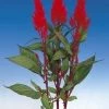 CGASPL Imported Flower Seeds Celosia Plumosa Century Red Flower Seeds