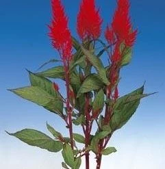 CGASPL Imported Flower Seeds Celosia Plumosa Century Red Flower Seeds