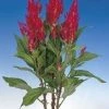 CGASPL Celosia Plumosa Century Rose Flower Seeds